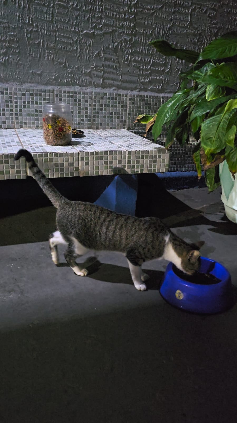 Gato sendo alimentado