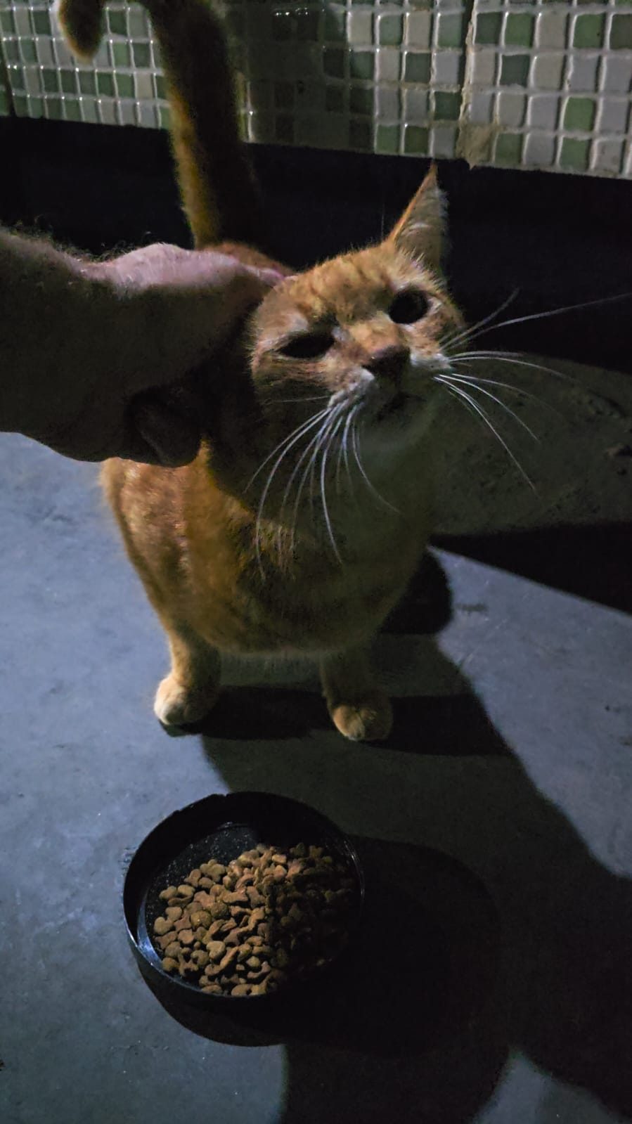 Gato laranja sendo acariciado