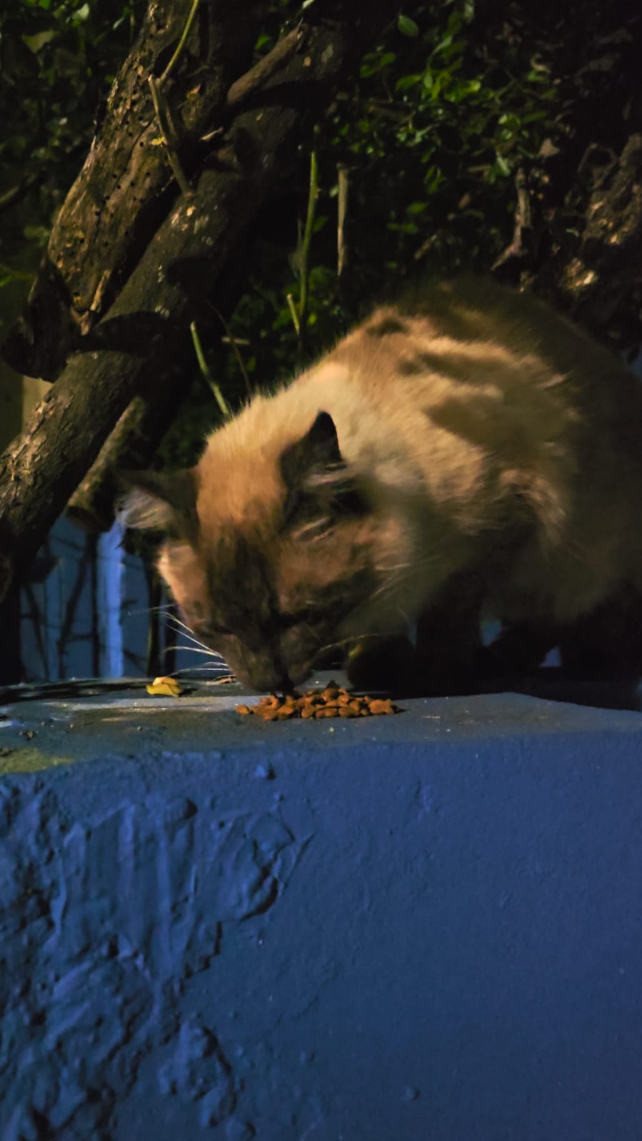 Gato peludo comendo no muro