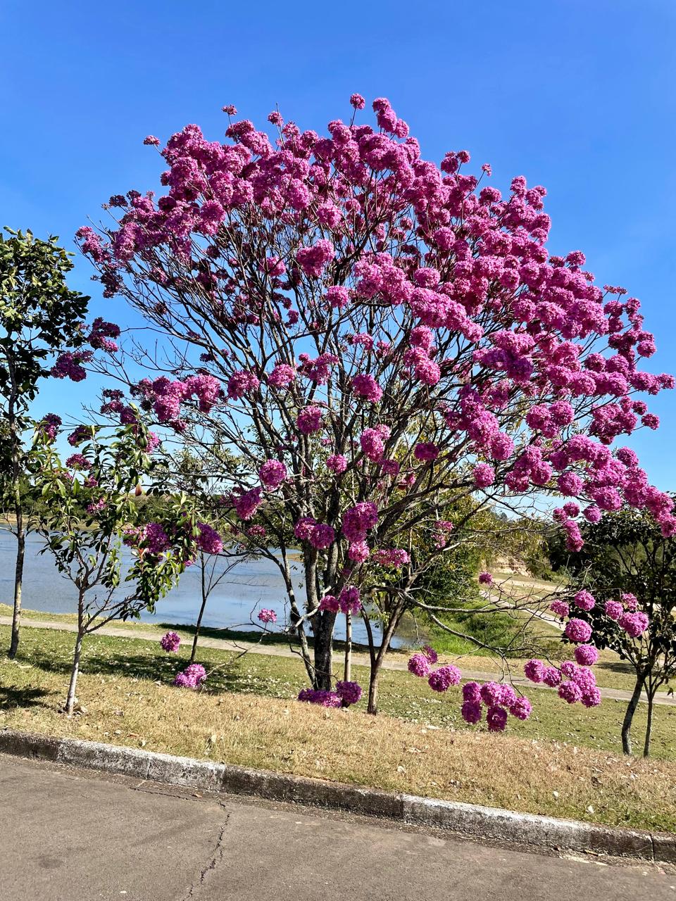 Ipê roxo adulto em flor
